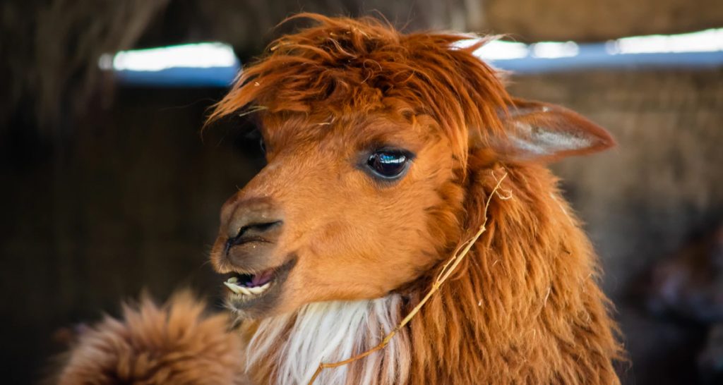 Alpaca wool can be found in sustainable mattresses