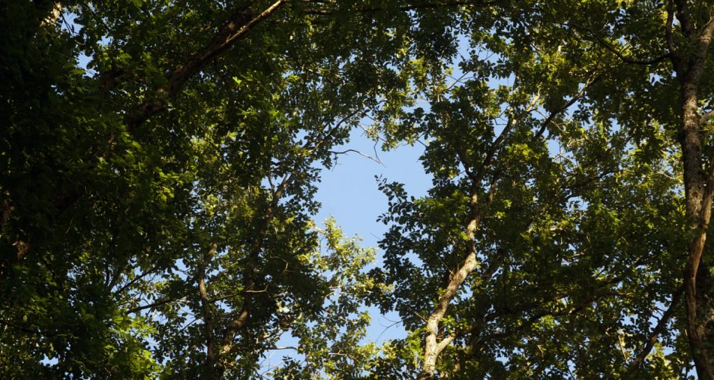 Planting trees help offset carbon emissions