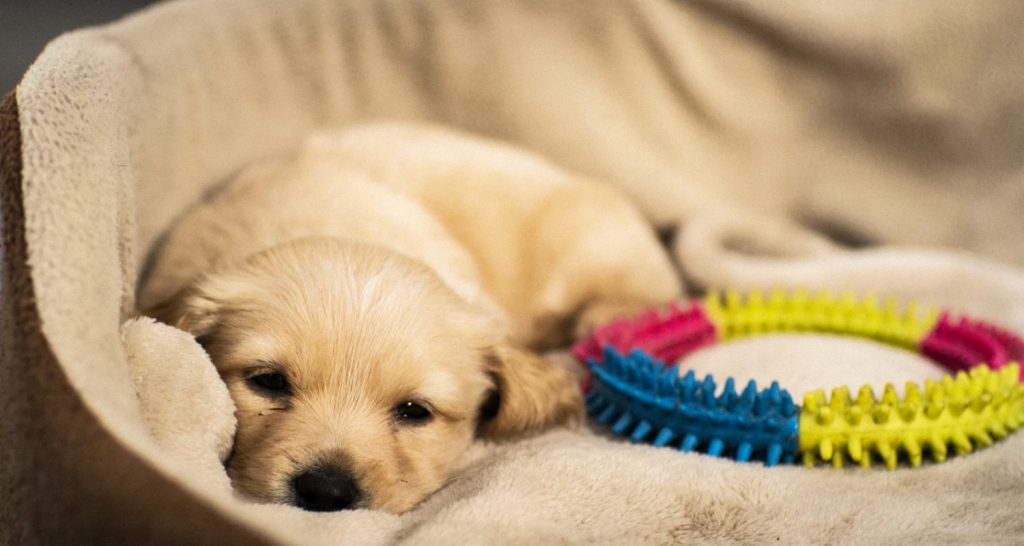 A good dog bed is important