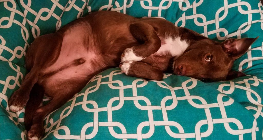 Get a dog mattress in which your dog feels safe