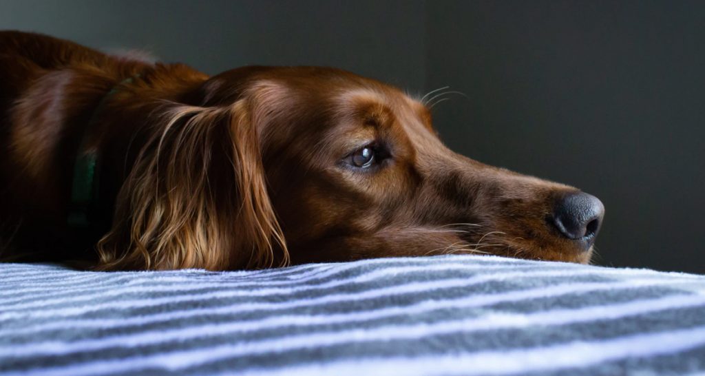 Older dogs could benefit from an orthopaedic mattress