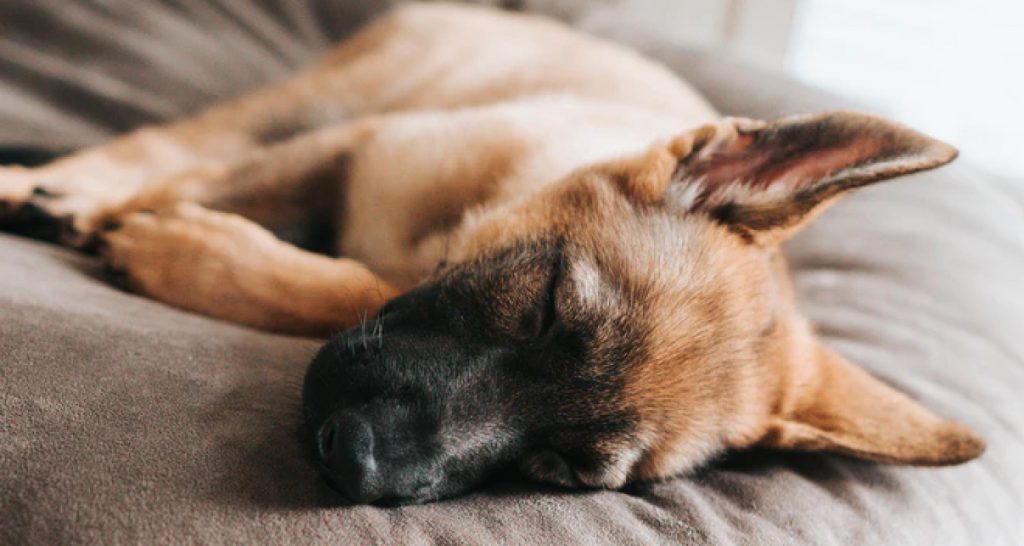 Some dogs like to stretch out