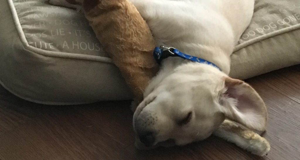 The dog mattress should fit your entire dog