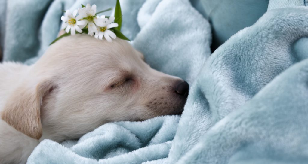 a good dog mattress can help improve your dogs sleep