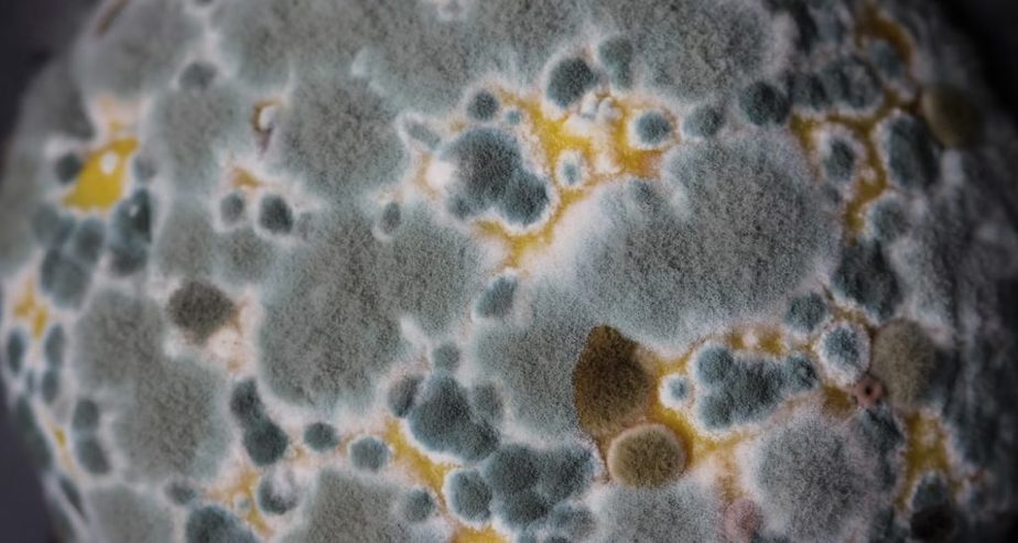 Mattress Mould Vs. Mildew